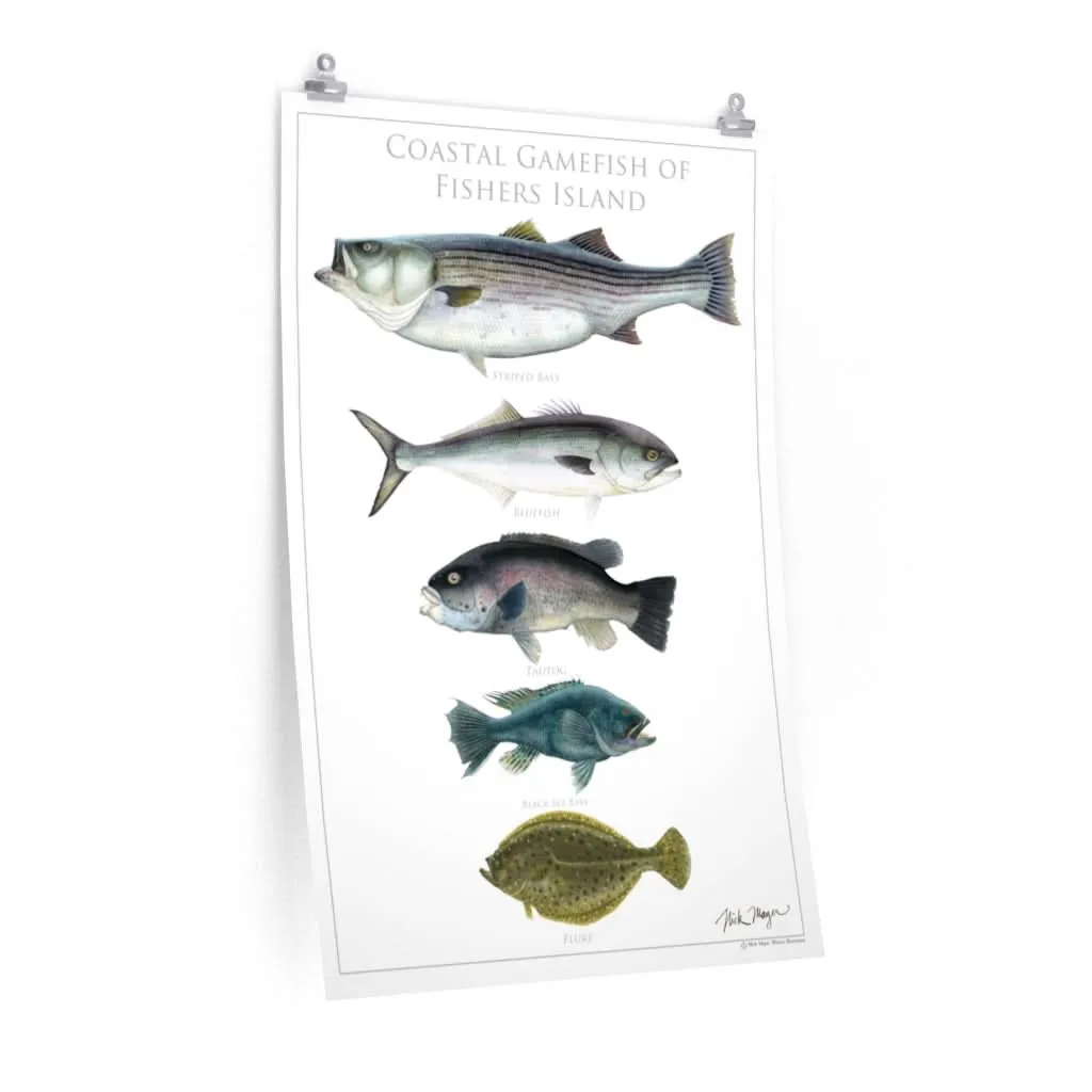 Coastal Gamefish of Fishers Island Poster